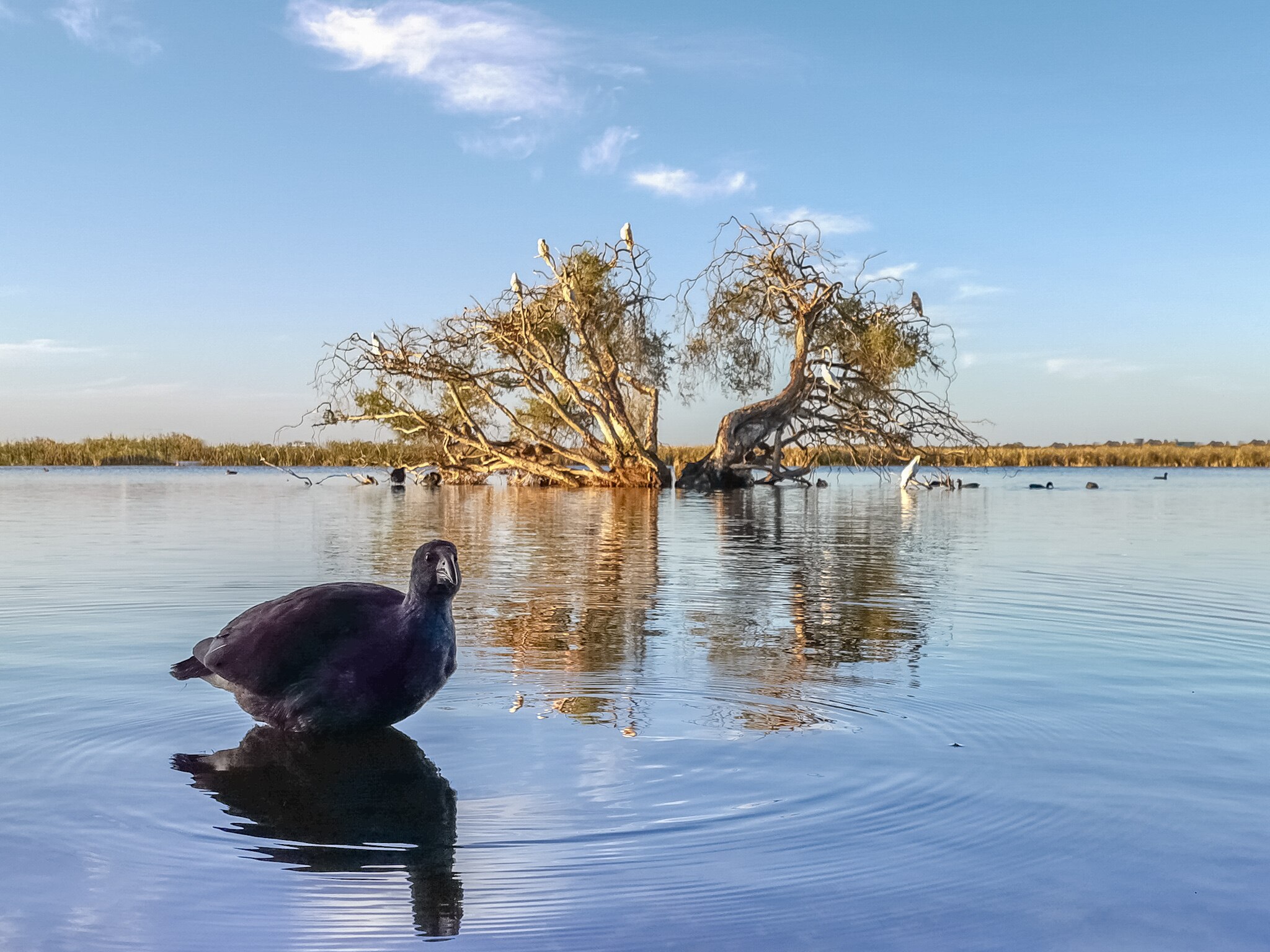 A hen in the forefront wading in the water against a tree.