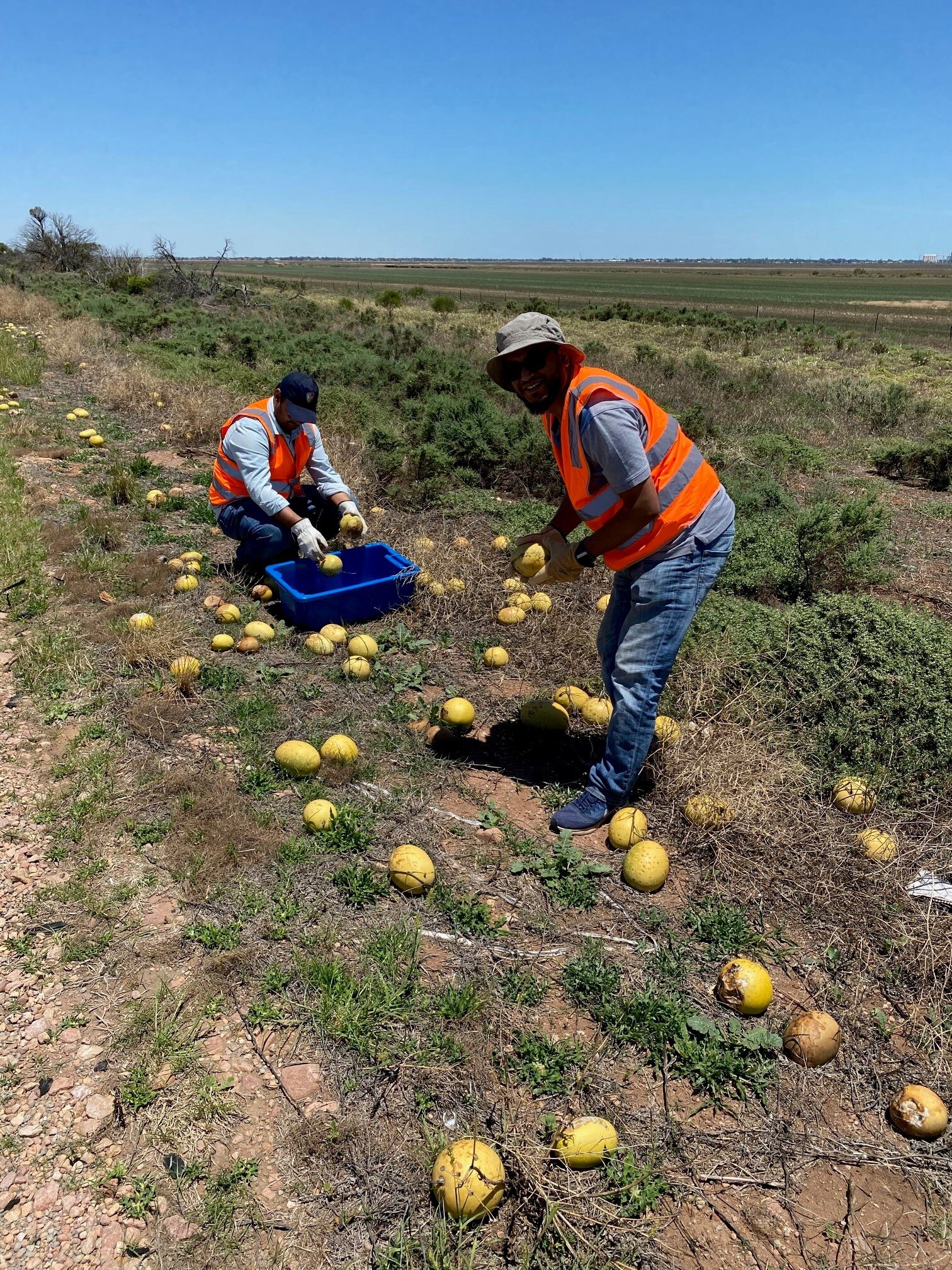 two men wearing high vis vests collect yellow melon fruits in a grassy field