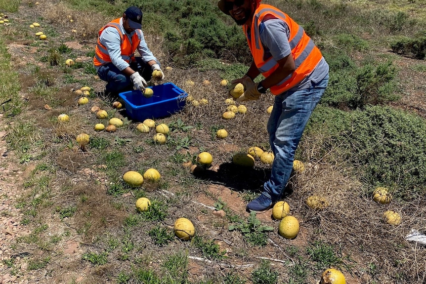 two men wearing high vis vests collect yellow melon fruits in a grassy field