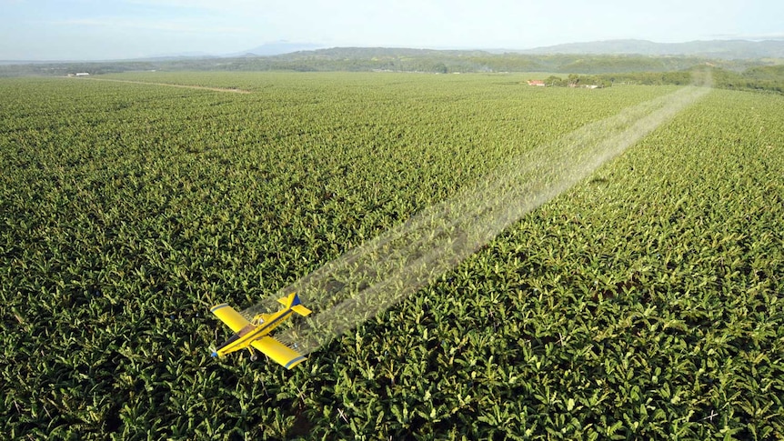 A Mindanao banana plantation