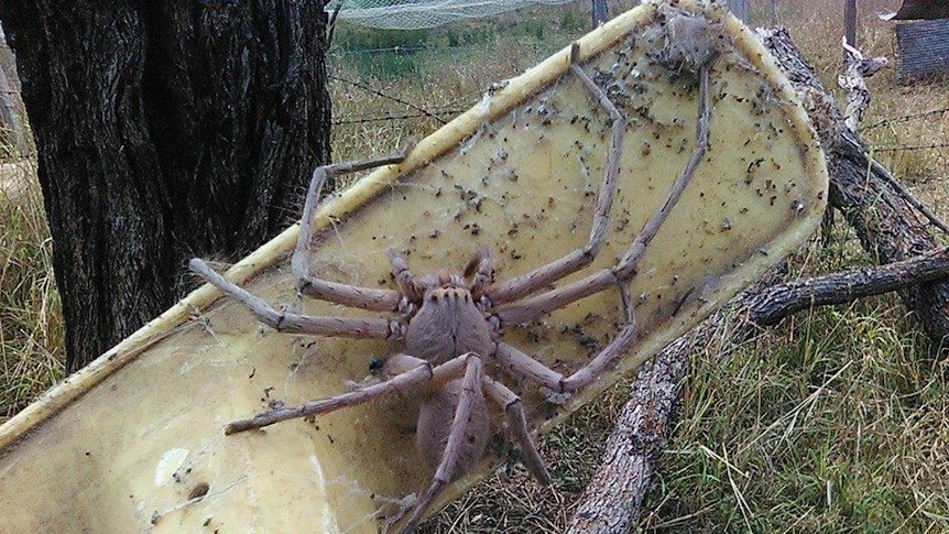 Spider grabs broom end