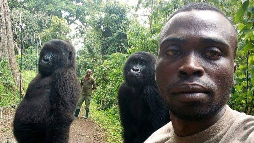 Gorilla pose for selfie
