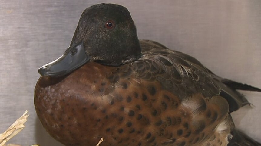 Duck recovers after being shot