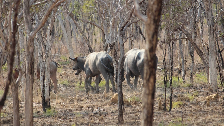 Wild buffalo in the Territory's Gulf region