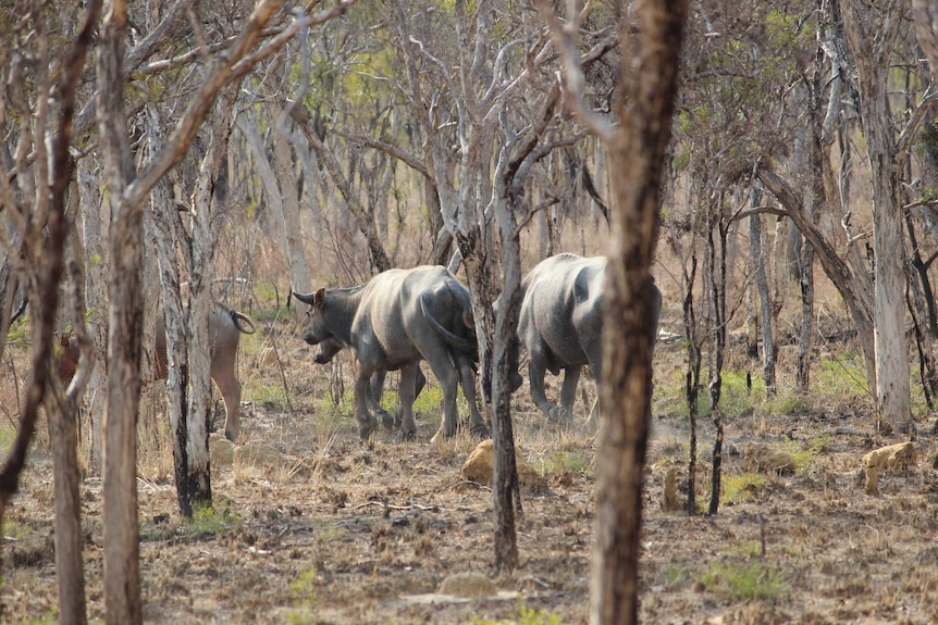 A small group of feral buffalo walk through dense bushland