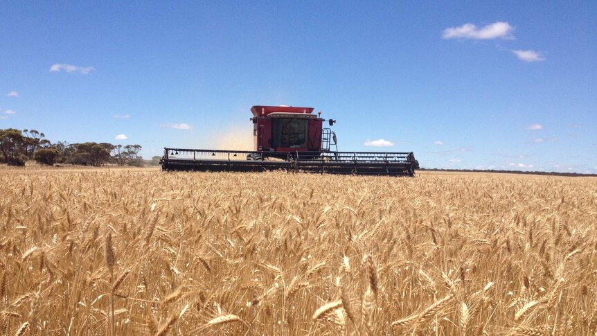 A red header harvesting a wheat crop in Western Australia