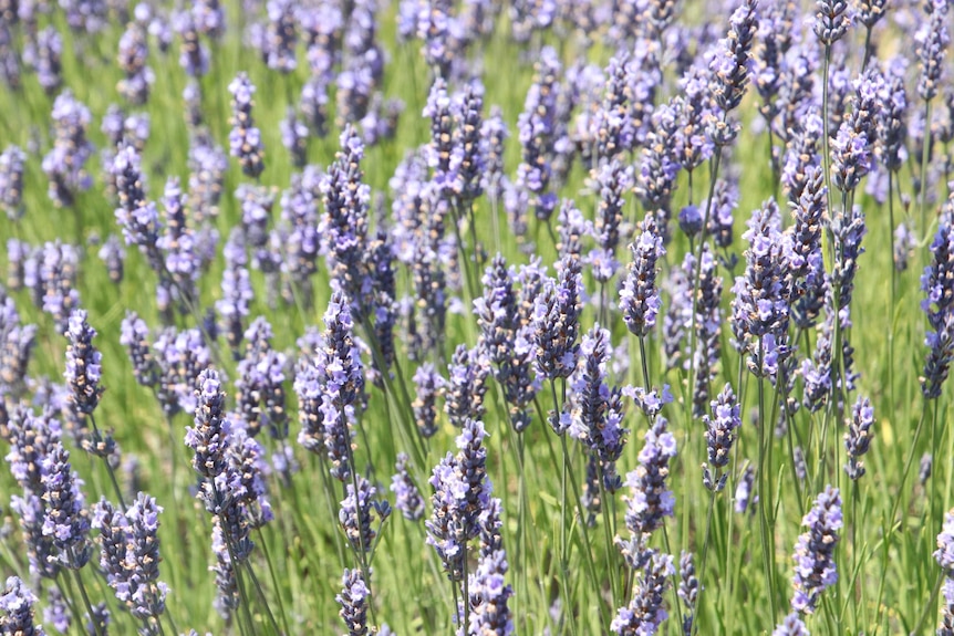 Close up of lavender flower heads.