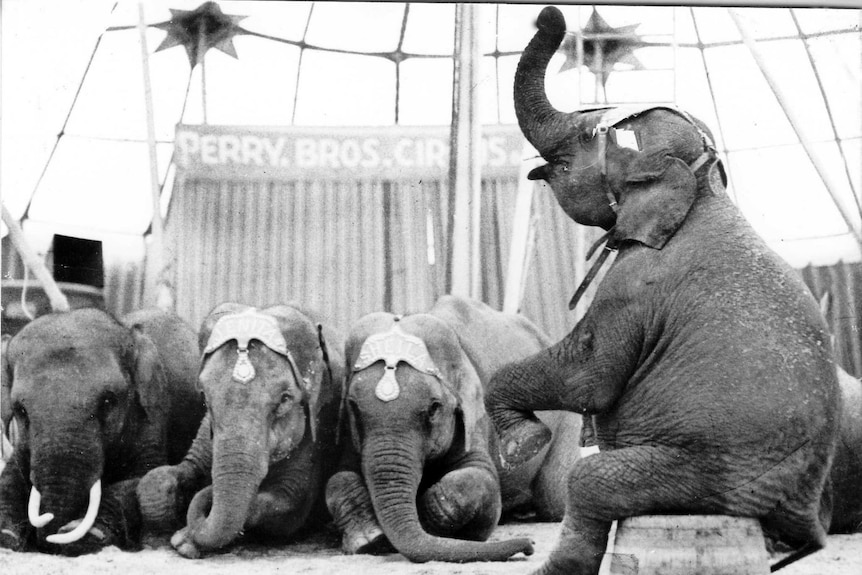 An old black and white photograph of elephants performing in a circus tent.