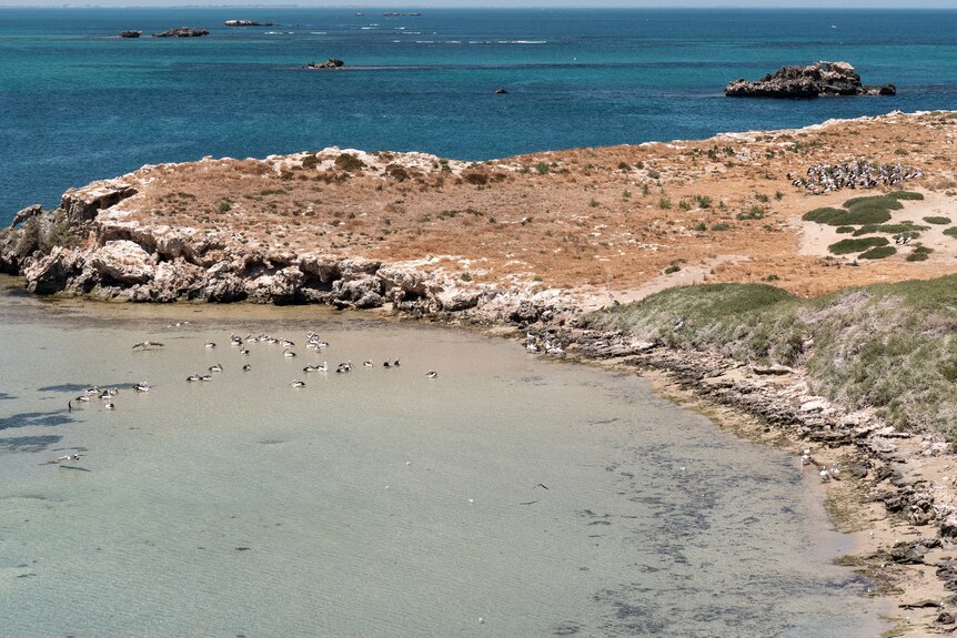 Pelicans swim in the water adjacent a brown, barren piece of land.