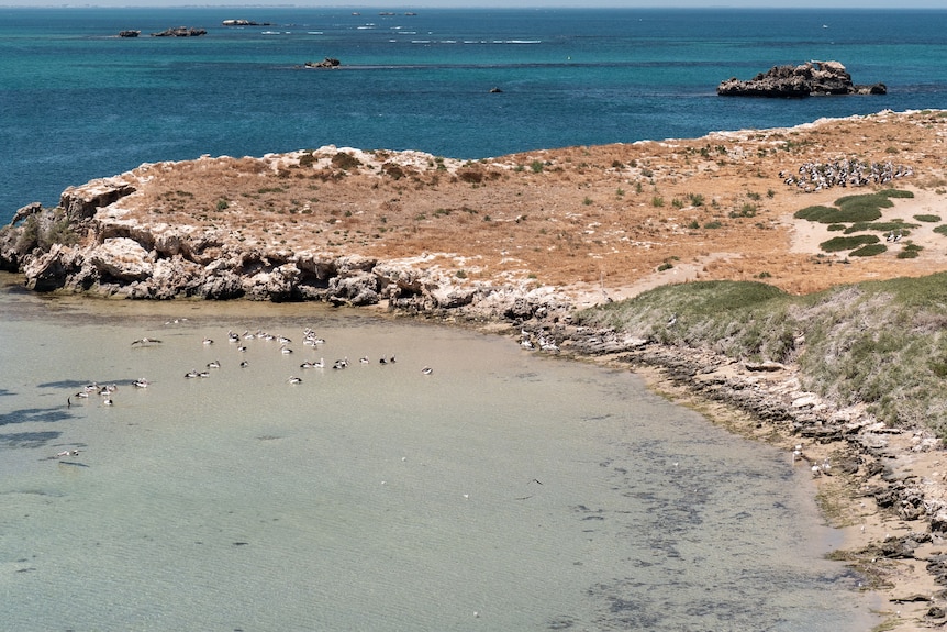 Pelicans swim in the water adjacent a brown, barren piece of land.
