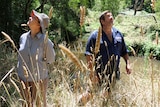 A couple stand on the banks of a river looking up at the treetops