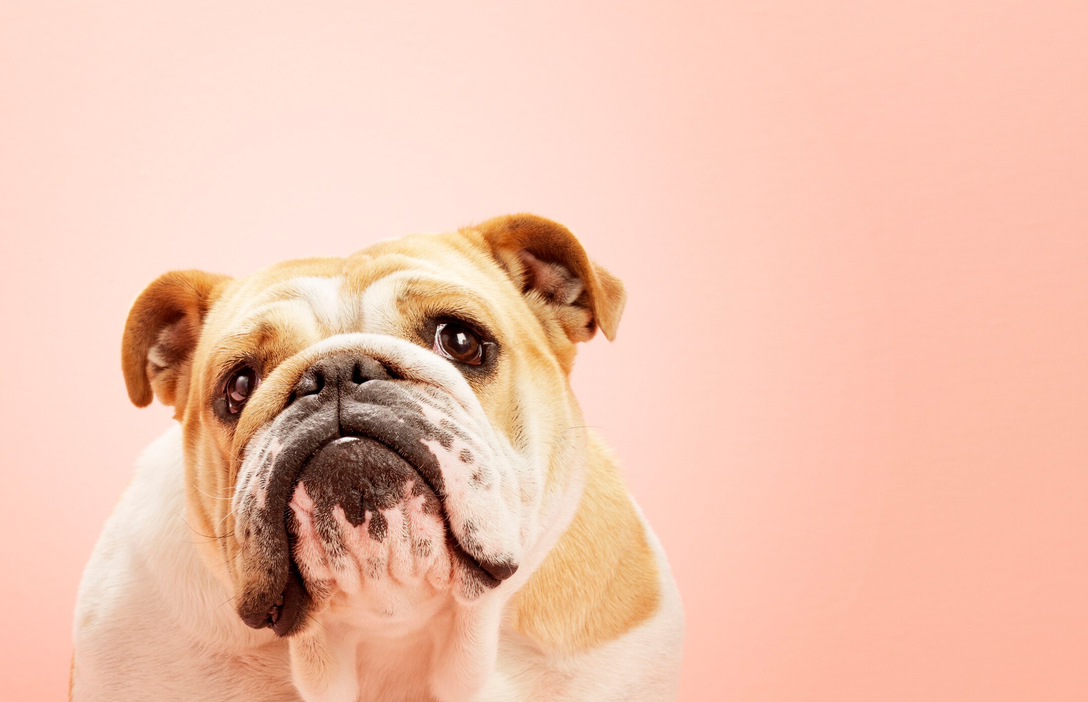 A sad bulldog on a pink background. 