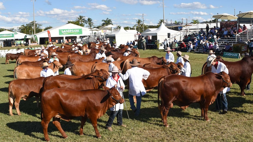 stud cattle in two lines in the centre ring