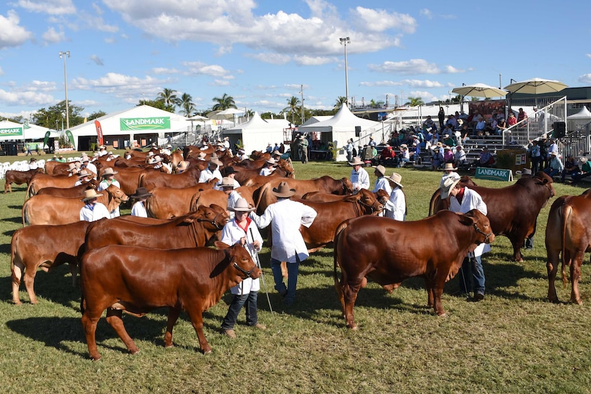 stud cattle in two lines in the centre ring