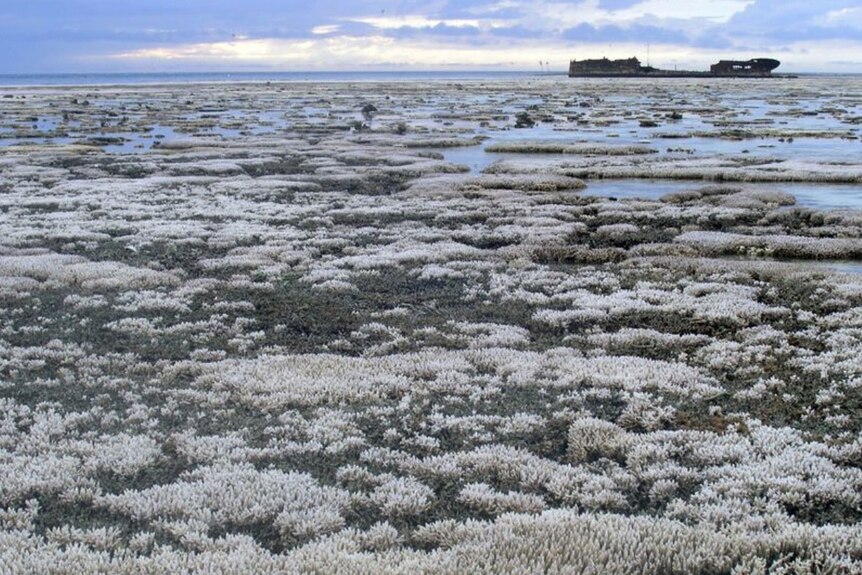 Bleached coral near Heron Island in 2011