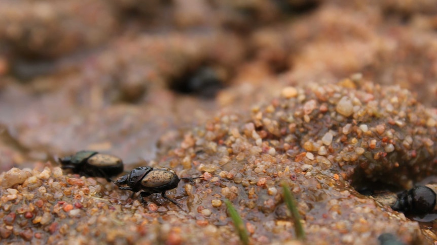 dung beetles on cow pat