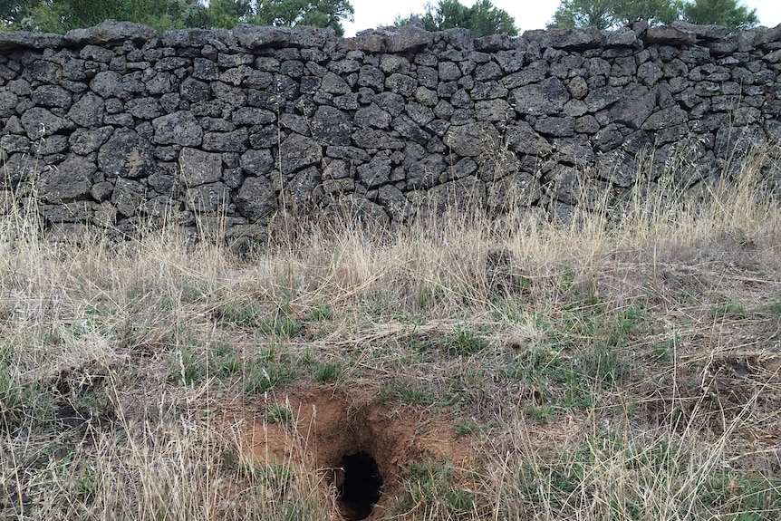 Rabbit Wall