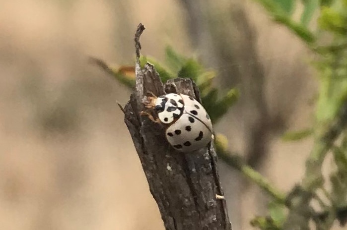 ladybird beetle on twig