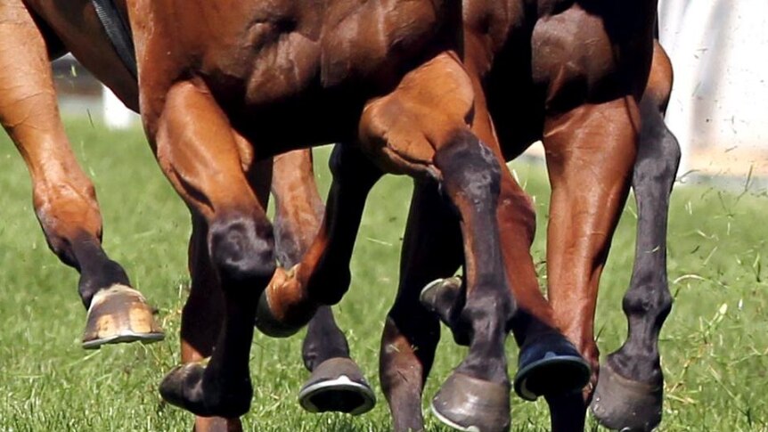 the hooves of a group of racehorses racing down the track