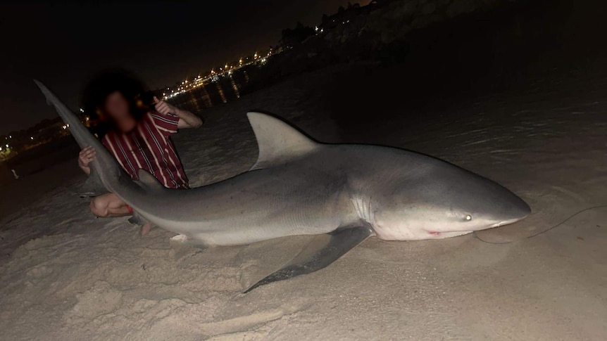 Alert issued as photos emerge of large bull shark caught in Swan River,  days after Stella Berry's death - ABC News