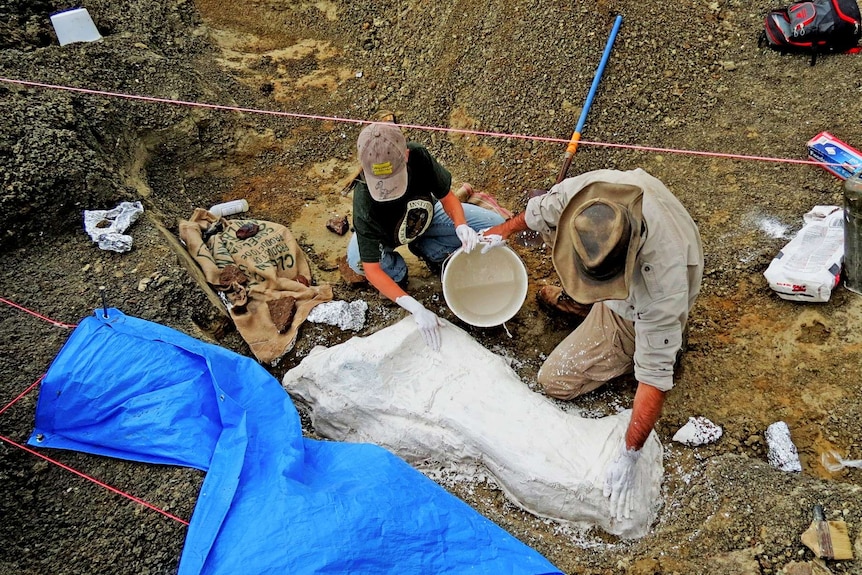 From above, two people apply plaster to a fossil specimen that has the shape of a body lying on its side sitting in a ditch.