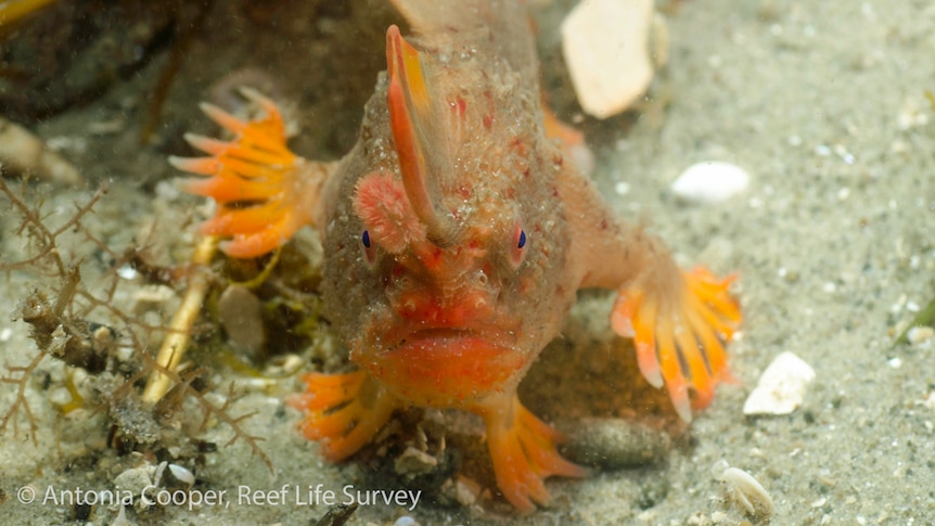 Red handfish in Tasmanian waters