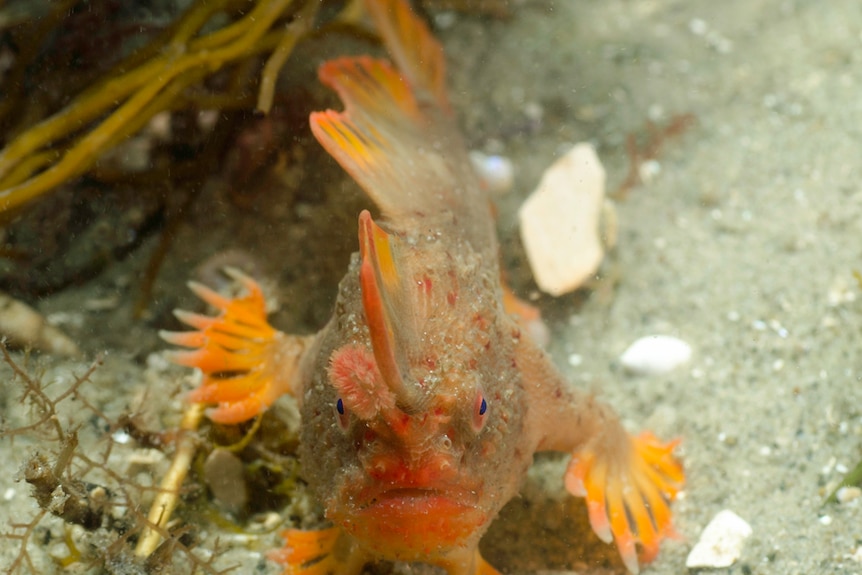 Red handfish in Tasmanian waters