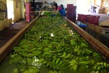 Carnarvon bananas salvaged after cyclone