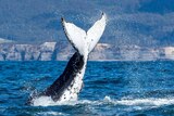 A humpback whale lifts its tail out of the water.