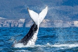 A humpback whale lifts its tail out of the water.