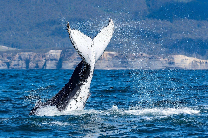 A humpback whale lifts its tail out of the water.