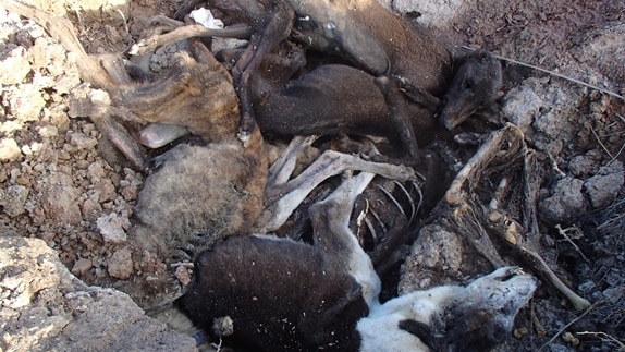 Several animal carcases lying in a hole in the ground.