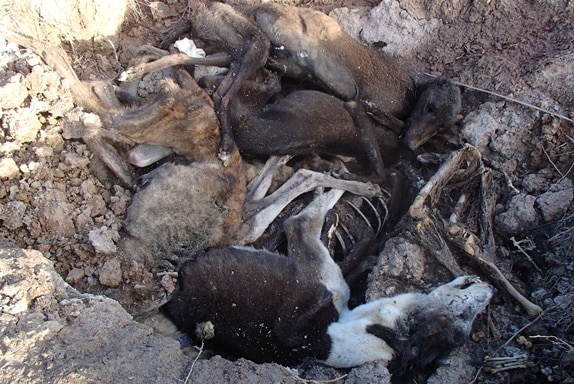 Several animal carcases lying in a hole in the ground.