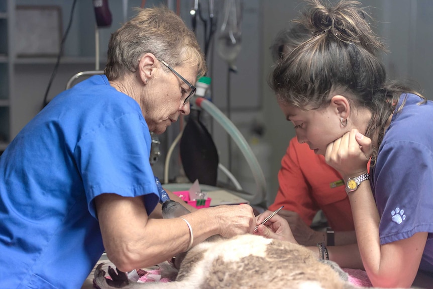 A koala in a vet clinic receiving treatment.