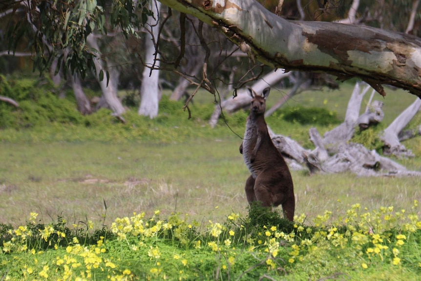 A kangaroo looks into the camera lens from a distance.