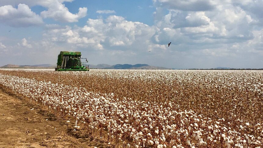 Cotton harvester in crop