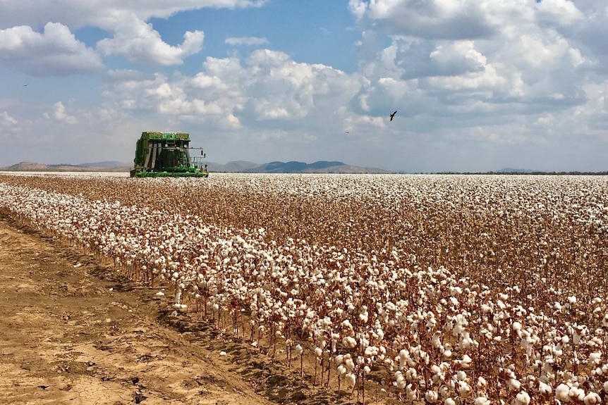 Cotton harvester in crop