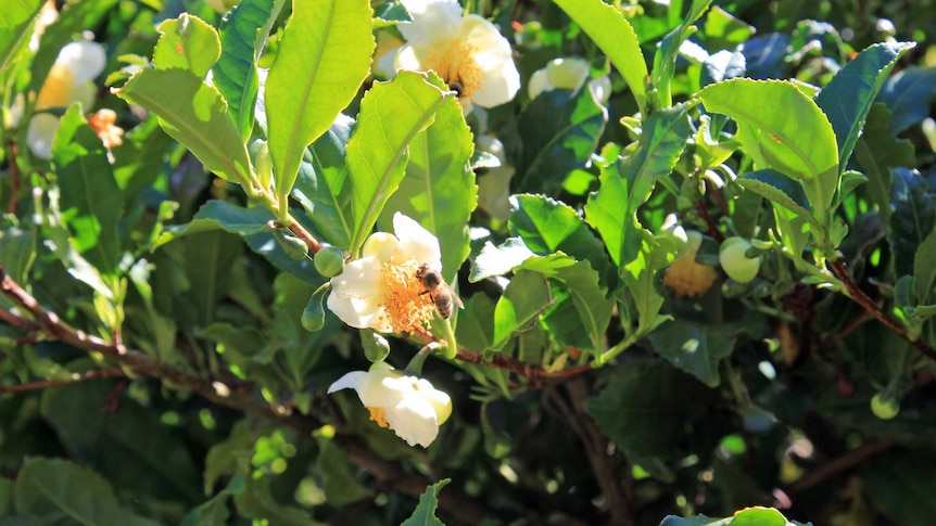 A bee on a tea flower