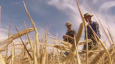 Wheat farm