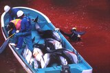 Japanese fishermen ride in a boat loaded with slaughtered dolphins