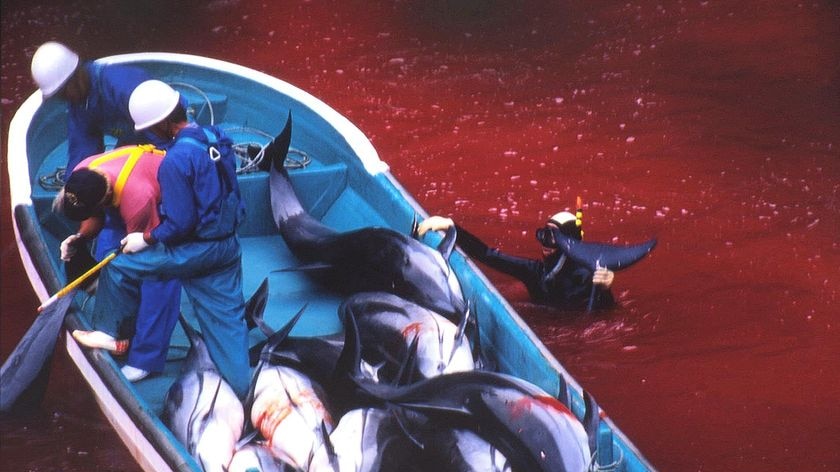 Japanese fishermen ride in a boat loaded with slaughtered dolphins