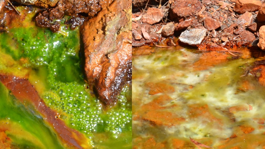 Composite of bright green sludge in a creek.