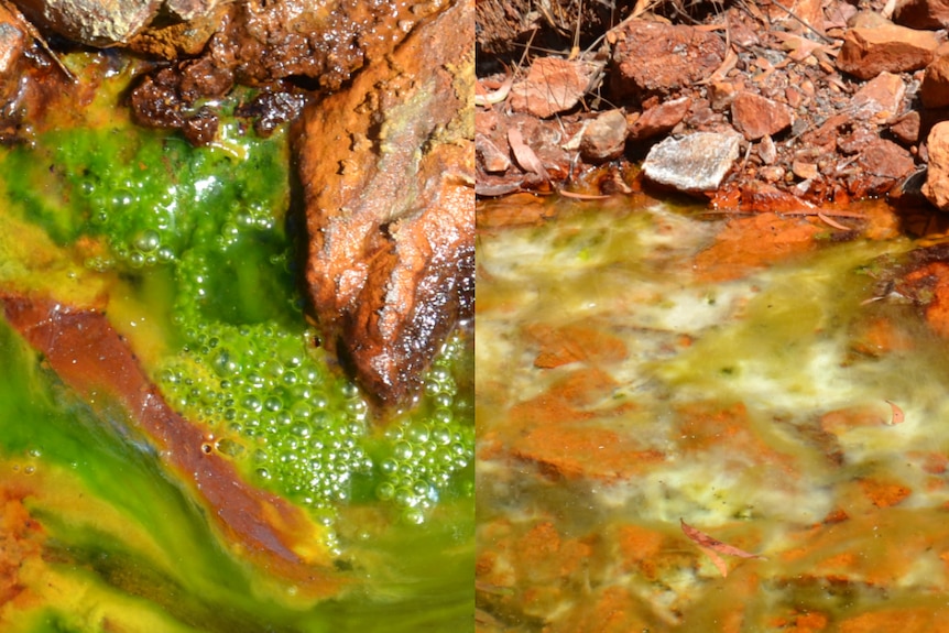 Composite of bright green sludge in a creek.