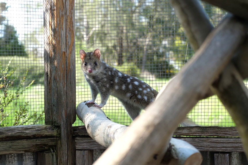 A handsome faun quoll with white spots stands alert on a wooden log 
