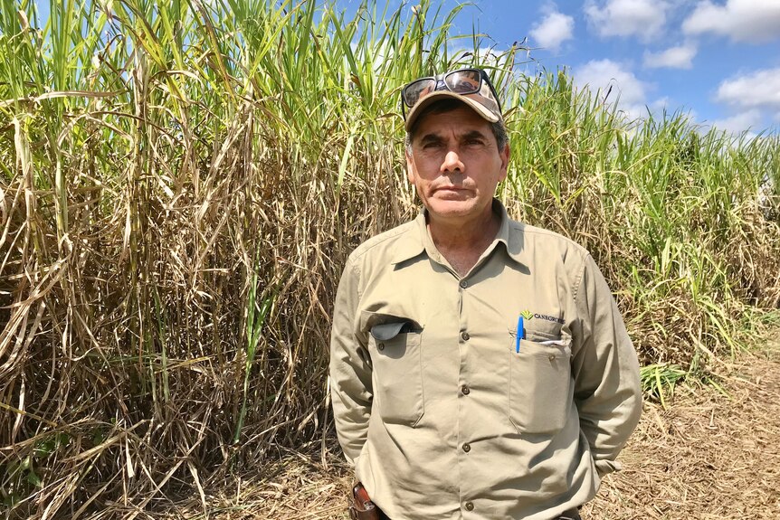 A serious man in the cane fields wears a khaki shirt, cap, with pen in pocket and a handkerchief in the other pocket. 