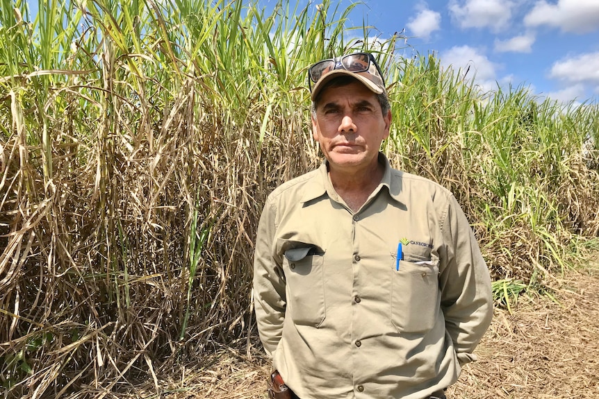 A serious man in the cane fields wears a khaki shirt, cap, with a pen in one pocket and a handkerchief in the other pocket. 
