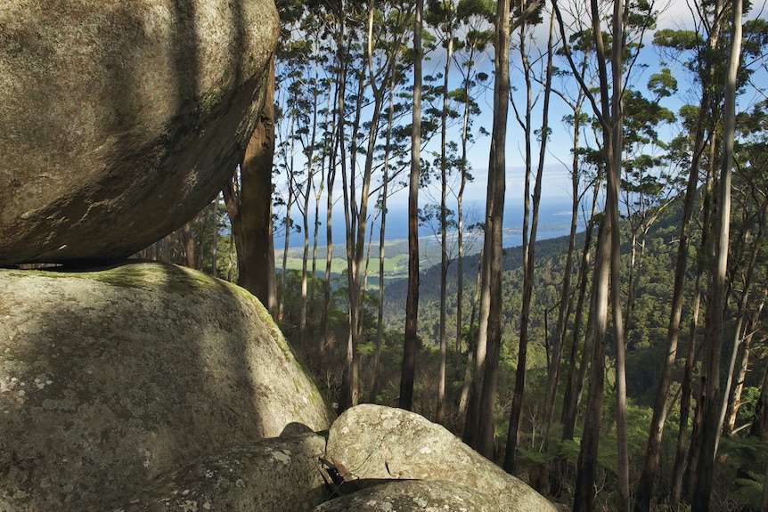 A view looking out from boulders through trees and out to the ocean.