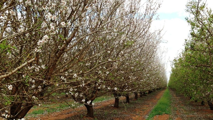 Blooming almond orchard