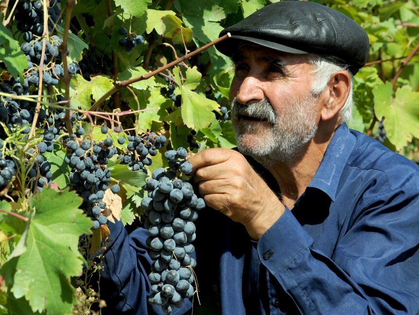 Georgian grape vines.