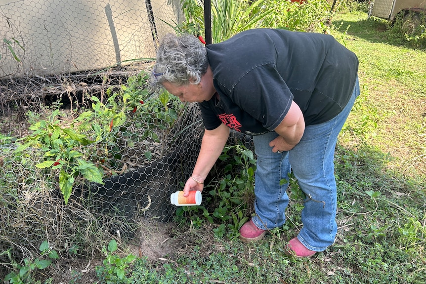 Woman pours treatment on fire ants in backyard. 